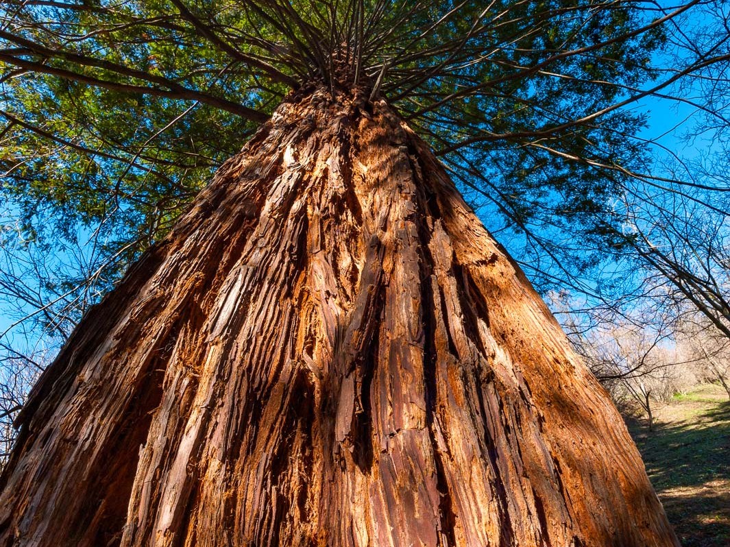 sequoie di fanano