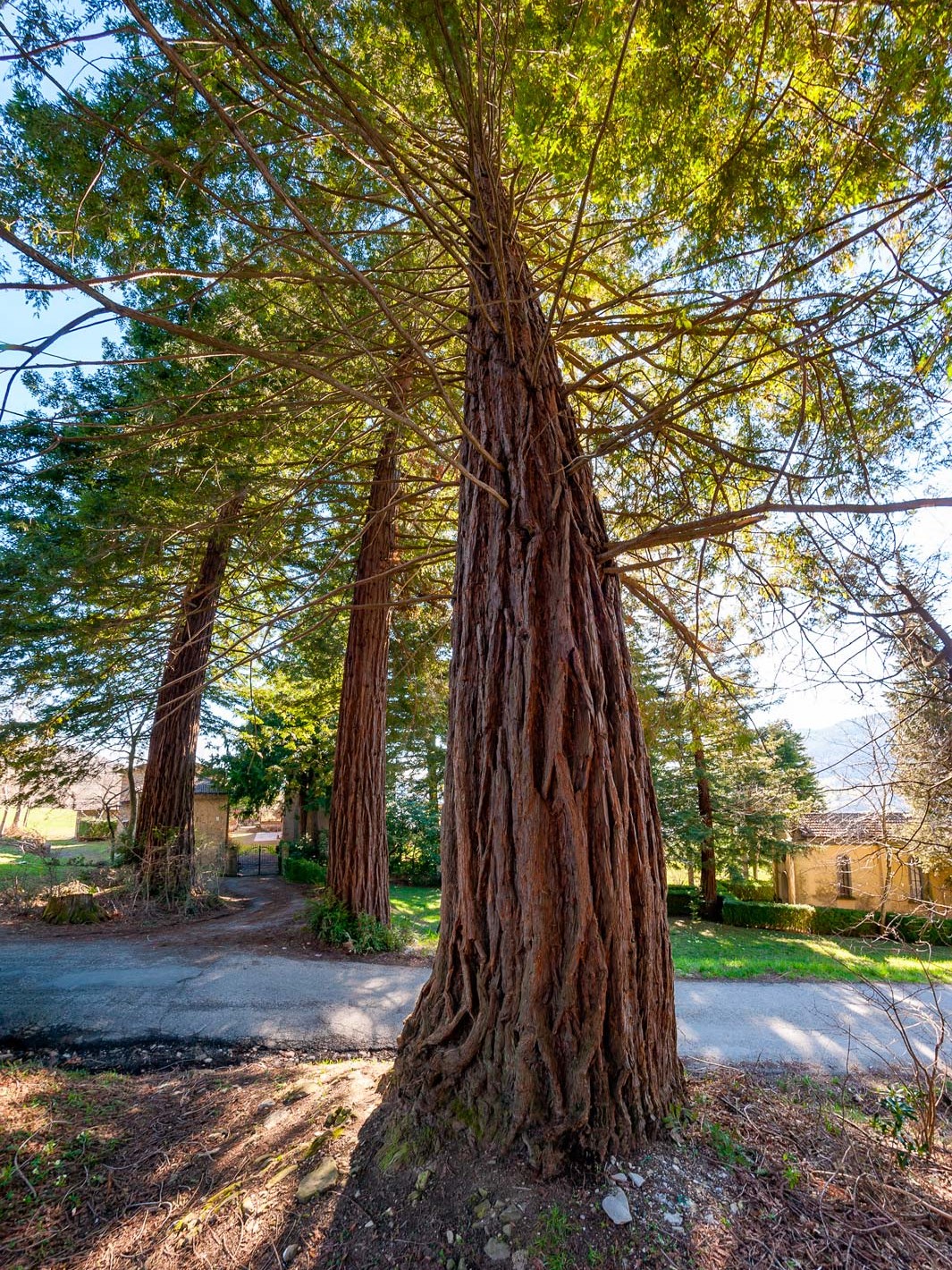 sequoie di fanano lotta