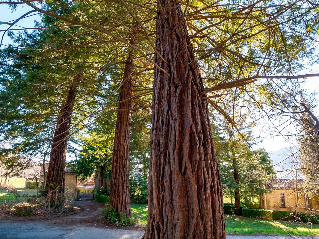 sequoie di fanano lotta